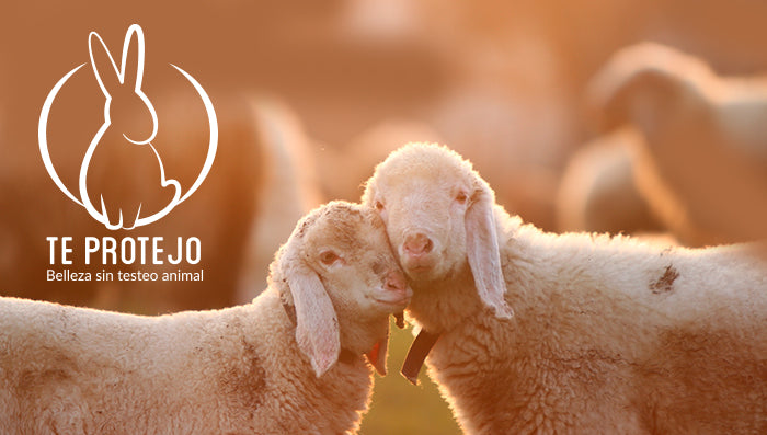 No testeamos en animales
